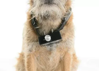 Choosing the Right Training Collar for Your Dog: Types, Usage, and Ethical Considerations