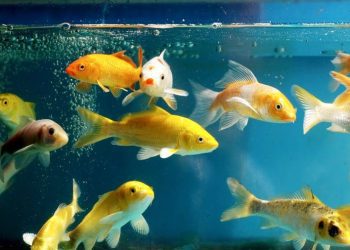 From Novice to Aquarium Enthusiast: How Fish Tank Rental Bridges the Gap