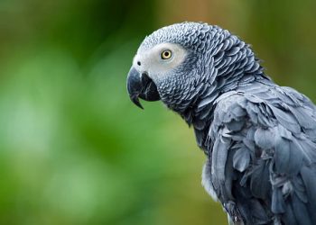 What to Consider When Searching for African Grey Parrots for Sale