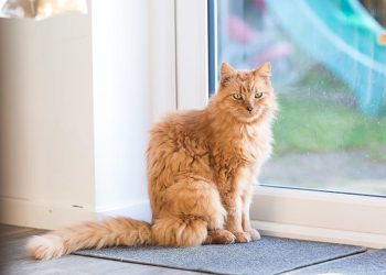 Revitalizing Cat Care Through the Benefits of Senvelgo