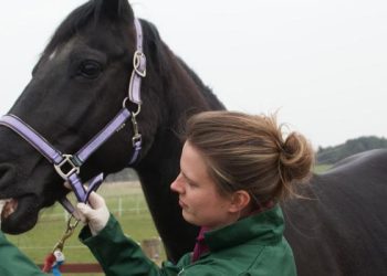 The Advantages of Working with an Independent Equine Vet