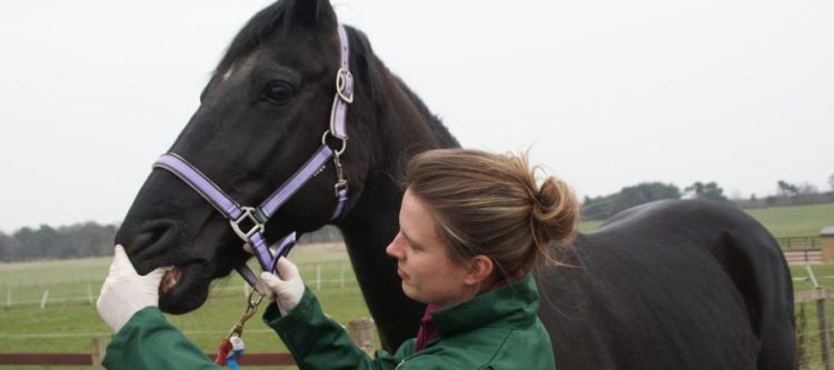 The Advantages of Working with an Independent Equine Vet