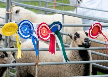 Where Traditions Thrive: Immersing Yourself in the Best of UK Country Life Shows
