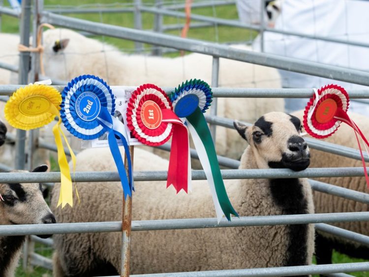 Where Traditions Thrive: Immersing Yourself in the Best of UK Country Life Shows