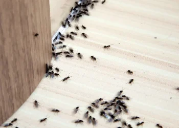 Say Goodbye to Ants: The Power of Professional Ant Pest Control