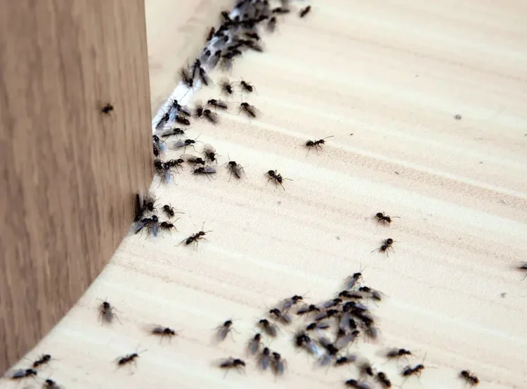 Say Goodbye to Ants: The Power of Professional Ant Pest Control