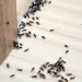 Say Goodbye to Ants: The Power of Professional Ant Pest Control