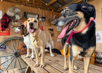 A Home Away from Home: The Benefits of Booking Your Dog into the Best Dog Hotel