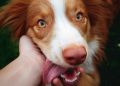 The Power Of Pet Marketing For Modern Businesses