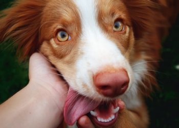 The Power Of Pet Marketing For Modern Businesses