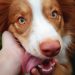 The Power Of Pet Marketing For Modern Businesses