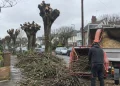 Specialist Sectional Dismantling in Chester and Wrexham: How to Vet Tree Surgeons Properly