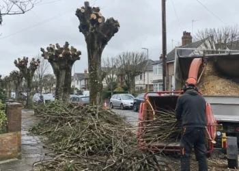 Specialist Sectional Dismantling in Chester and Wrexham: How to Vet Tree Surgeons Properly