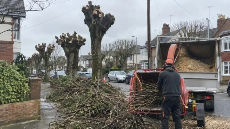 Specialist Sectional Dismantling in Chester and Wrexham: How to Vet Tree Surgeons Properly